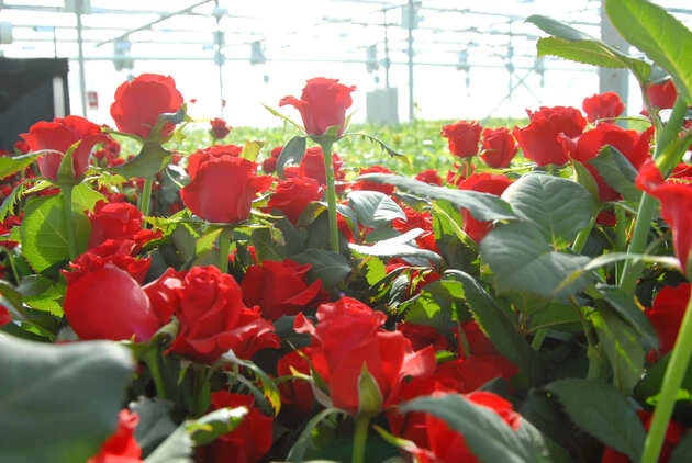 Внедрение Склад 15 и автоматизация работы на цветочном производстве, г. Краснодар